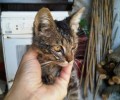 Σταυρός Ημαθίας: Πέταξαν το γατάκι ζωντανό στα σκουπίδια